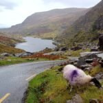 Ring of Kerry : une journée magique sur une des plus belle route d’Irlande