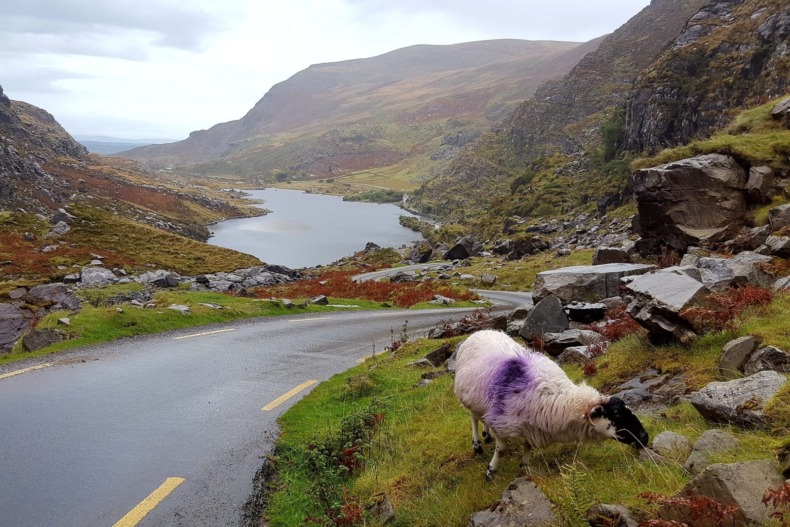 Lire la suite à propos de l’article Ring of Kerry : une journée magique sur une des plus belle route d’Irlande