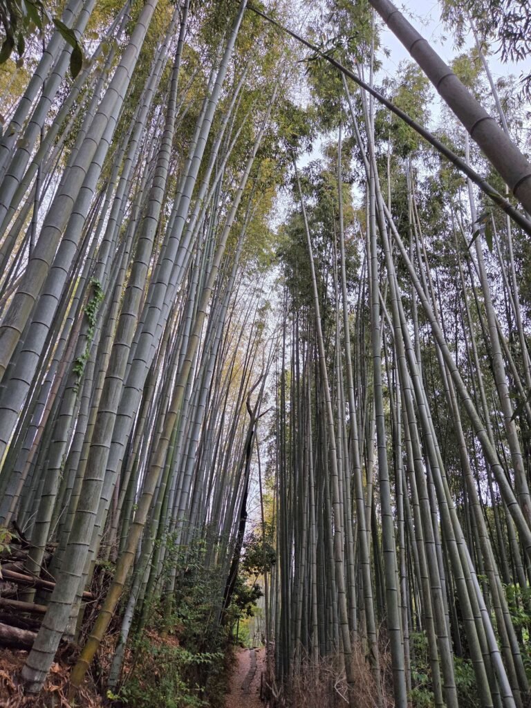 Arashiyama