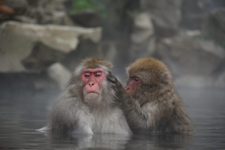 Singes de neiges Japon