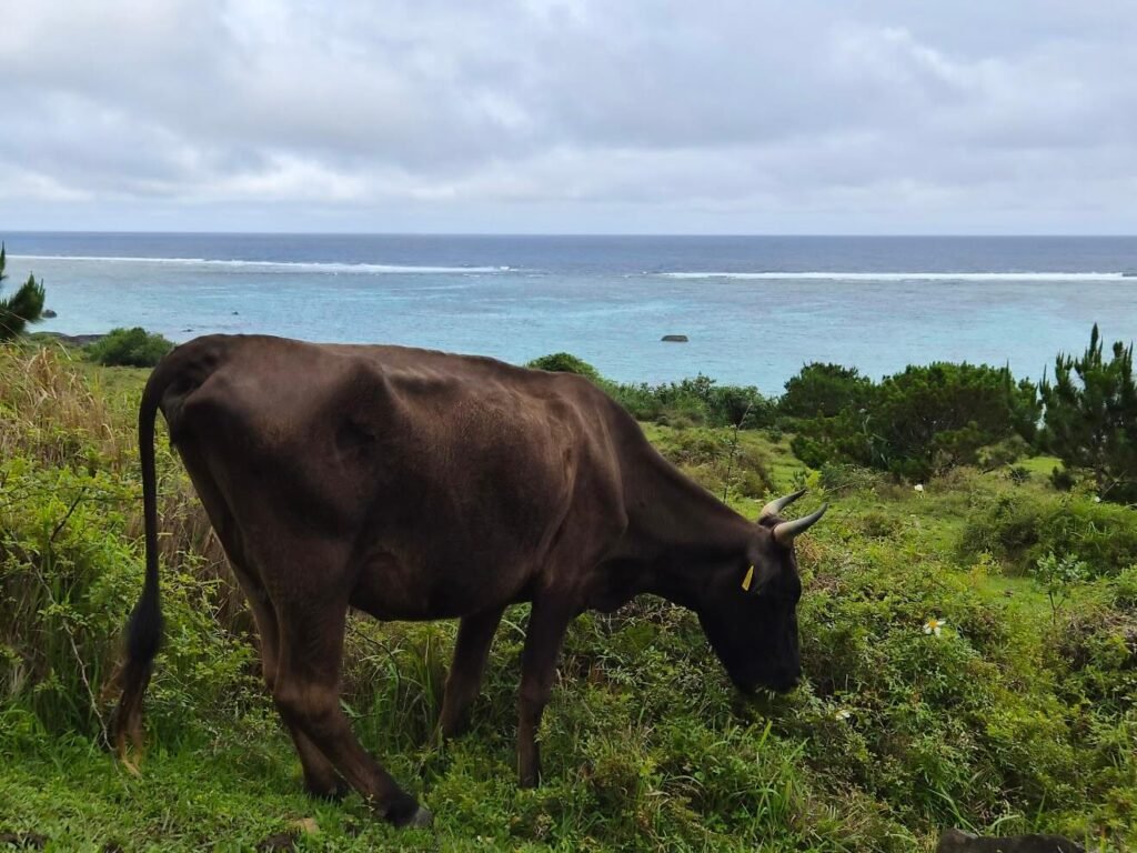Eco trail Ishigaki