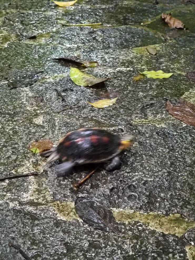 Tortue Ishigaki