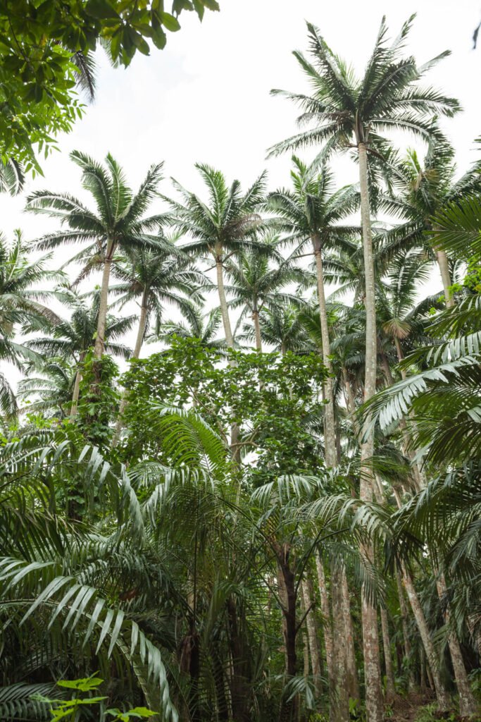 Yaeyama Palm Forest