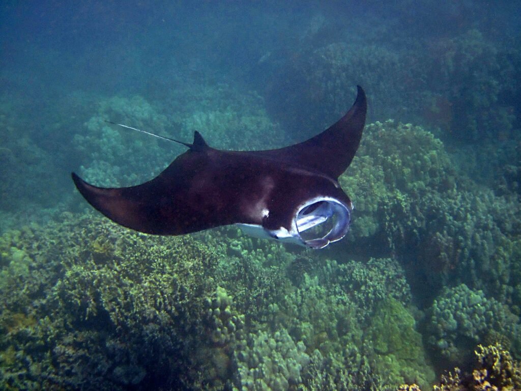 raies mantas Ishigaki