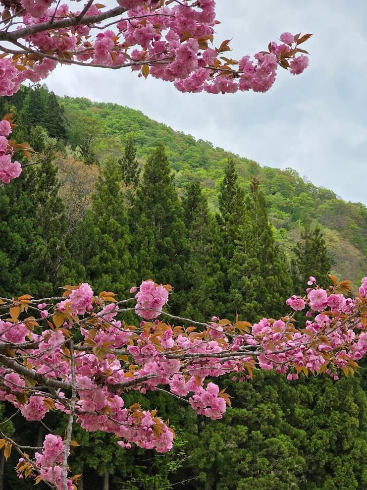 Japon fleurs