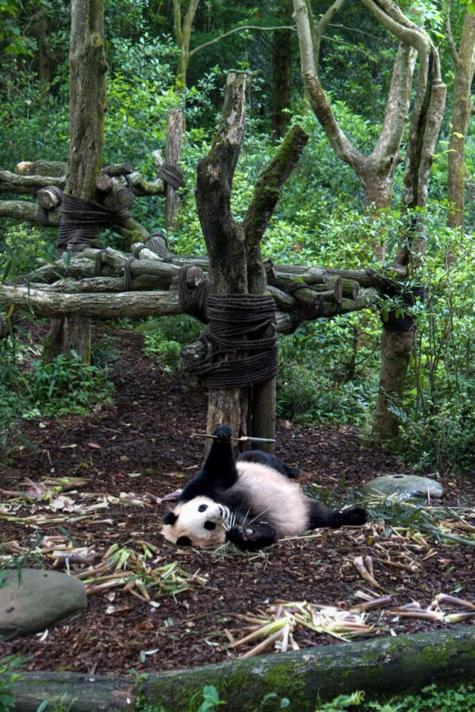 Dujiangyan Panda 1