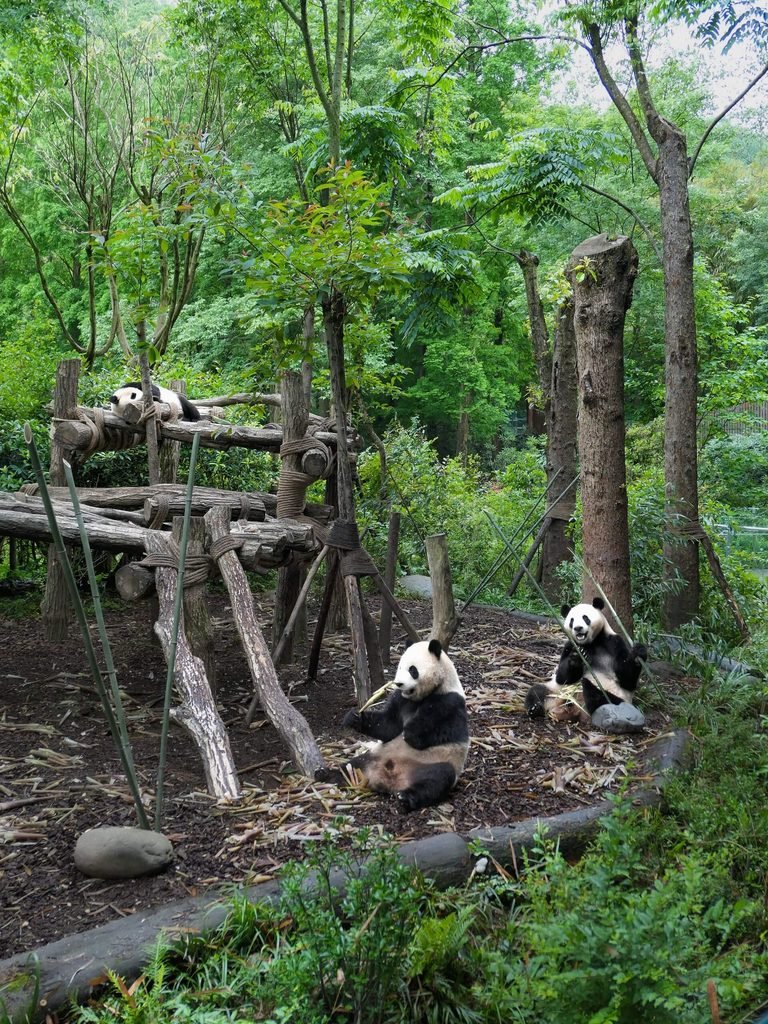 Dujiangyan Panda