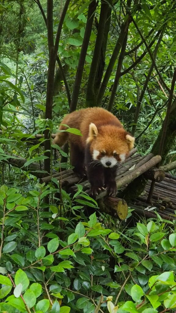 Dujiangyan Panda Roux