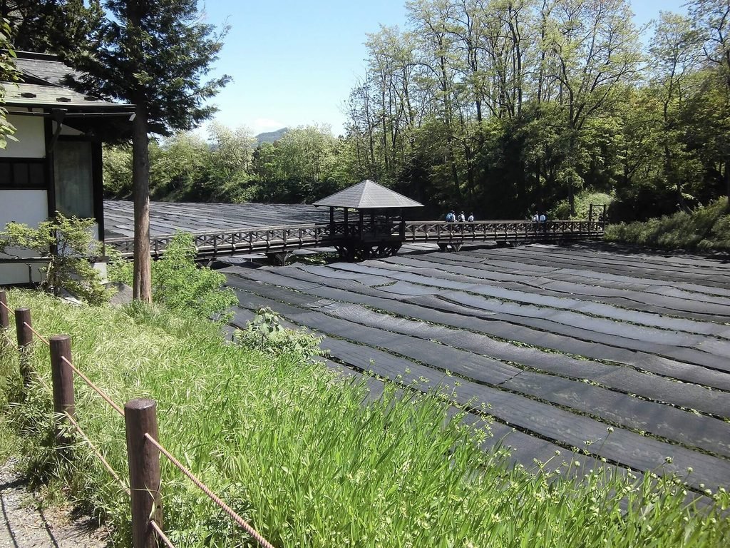 Daio Wasabi Farm